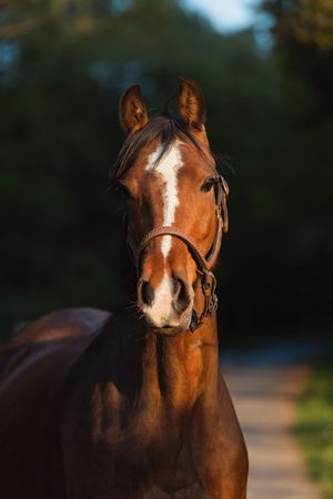 Portrait of a bay horse with white facial markings in evening light.