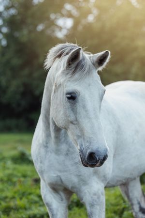 White horse stands in golden sunlight against green pastoral background.