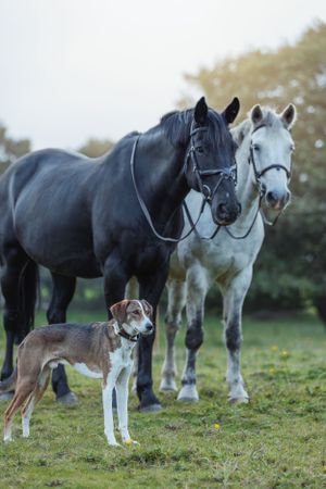 Group of black and white horses with a dog standing together in an evening field.