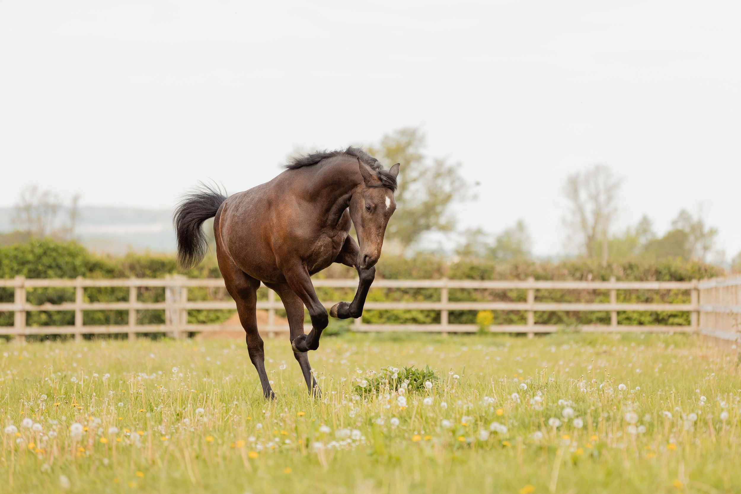 Dark brown horse leaping gracefully over a fence in a grassy field during training.