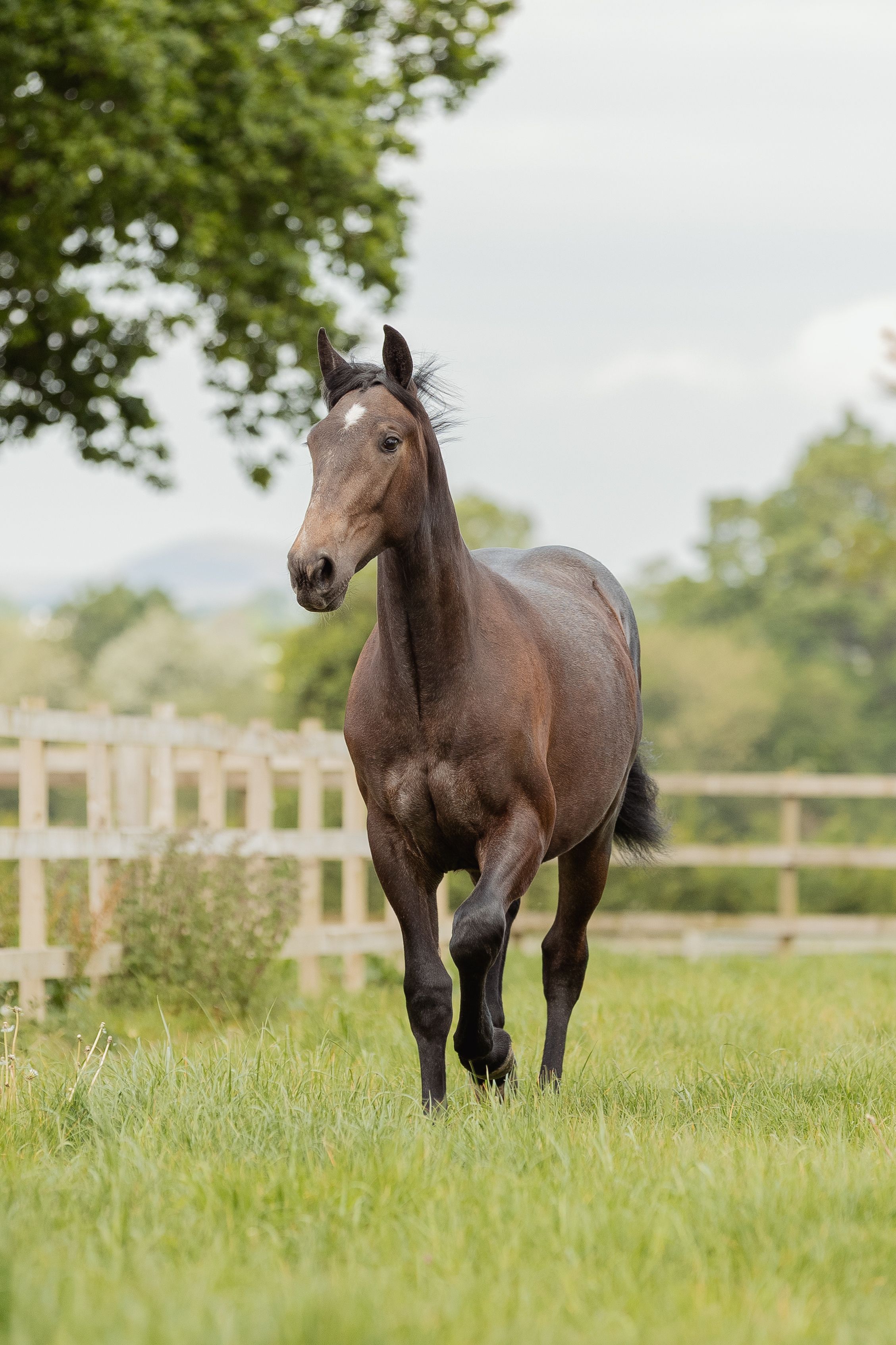A horse standing in a lush green pasture with wooden fencing in the background.