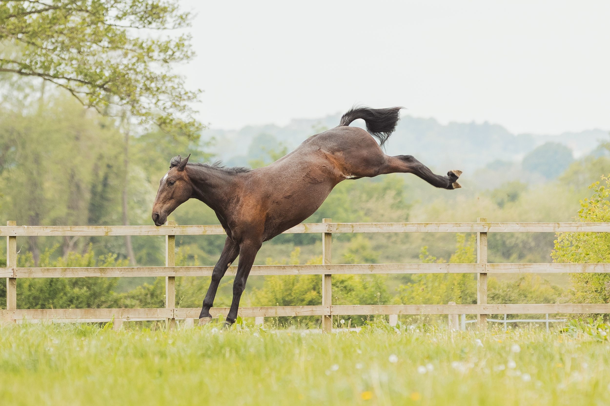 Horse jumping sequence showing powerful movement across an outdoor arena with wooden fencing.