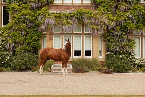 A chestnut horse stands elegantly in front of an ivy-covered stone building.