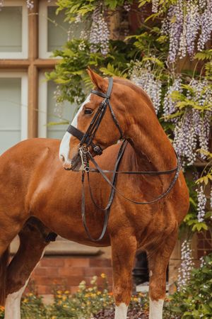 A stunning chestnut horse wearing formal tack poses beneath blooming wisteria.