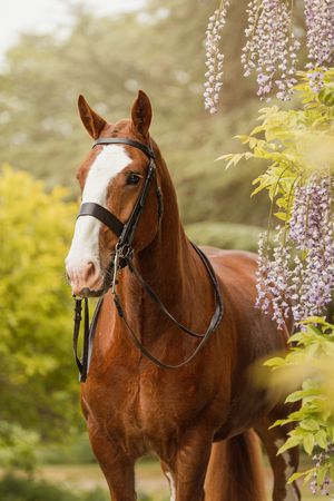A beautiful chestnut horse with white blaze wearing bridle stands among wisteria flowers.