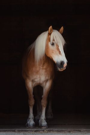 A Halflinger horse with white mane and brown coat stands against a dark background.