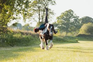 A black and white draft horse gallops playfully through a sunlit meadow.