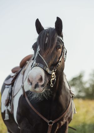 A close-up portrait of a dark horse wearing decorative bridle and tack.
