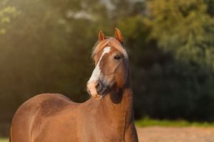 A chestnut horse with a white blaze poses majestically in a sunlit outdoor setting.