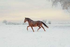 An Irish draught horse gallops through deep snow on a winter day.