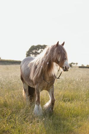 Majestic Cob horse standing in a sunlit summer meadow with tall grass.