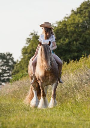 Cob horse and rider in flowing dress enjoying a peaceful meadow at sunset.