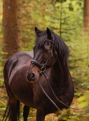 A majestic dark brown horse with flowing mane poses in a wooded forest setting.