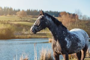 A majestic Appaloosa horse poses near a lake with mountains in the background.