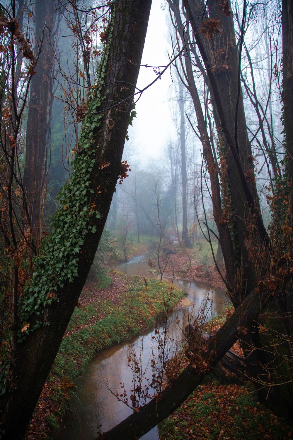 Misty forest scene with ivy-covered trees and a winding stream in autumn colors.