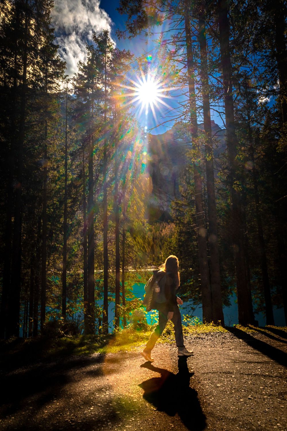 Sunlight bursts through tall pine trees creating dramatic lens flares and shadows on a forest path.
