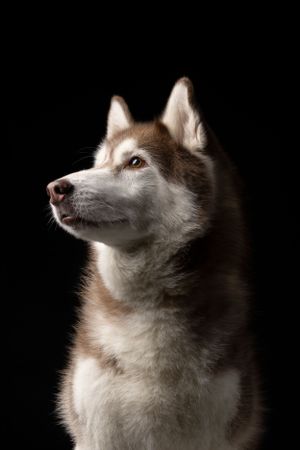 Side profile portrait of a noble Siberian Husky with brown and white fur against a black background.