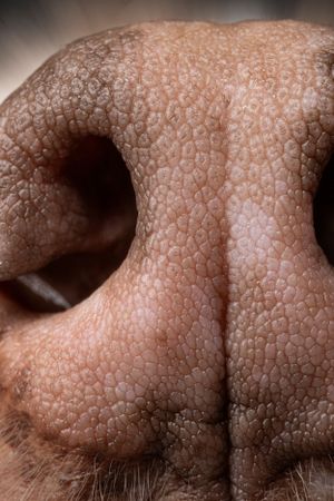 Extreme close-up macro photograph of a dog's nose showing detailed textured skin and nostrils.