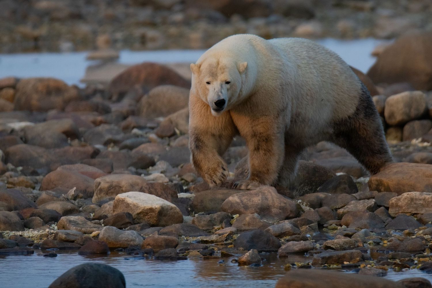 A polar bear walks across rocky shoreline terrain near water in the Arctic wilderness.