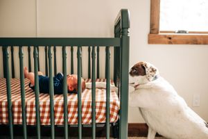 White dog sitting next to a dark green crib with striped bedding.
