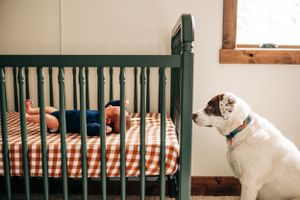 White dog watching over a dark green crib with orange striped bedding.