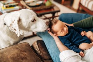 White dog gently watching over sleeping baby on blue couch.