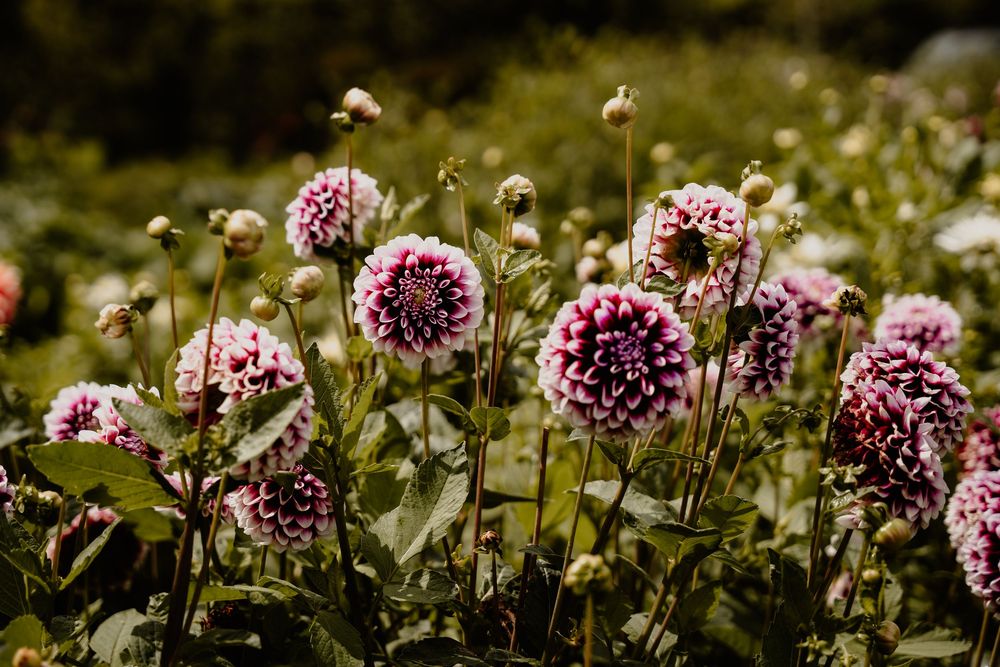 Bloemen