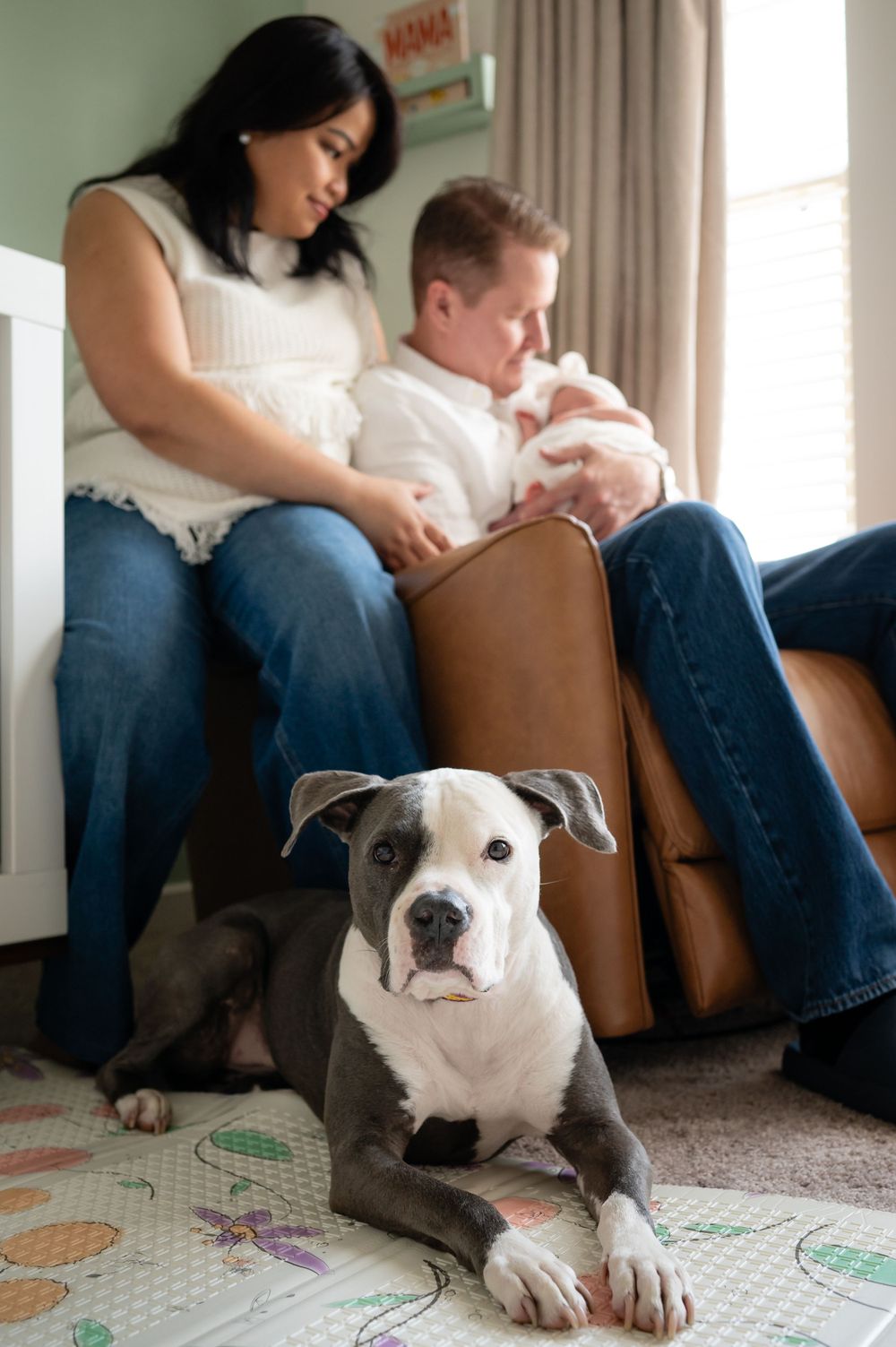 White and gray pitbull dog lying on patterned rug near leather chair.