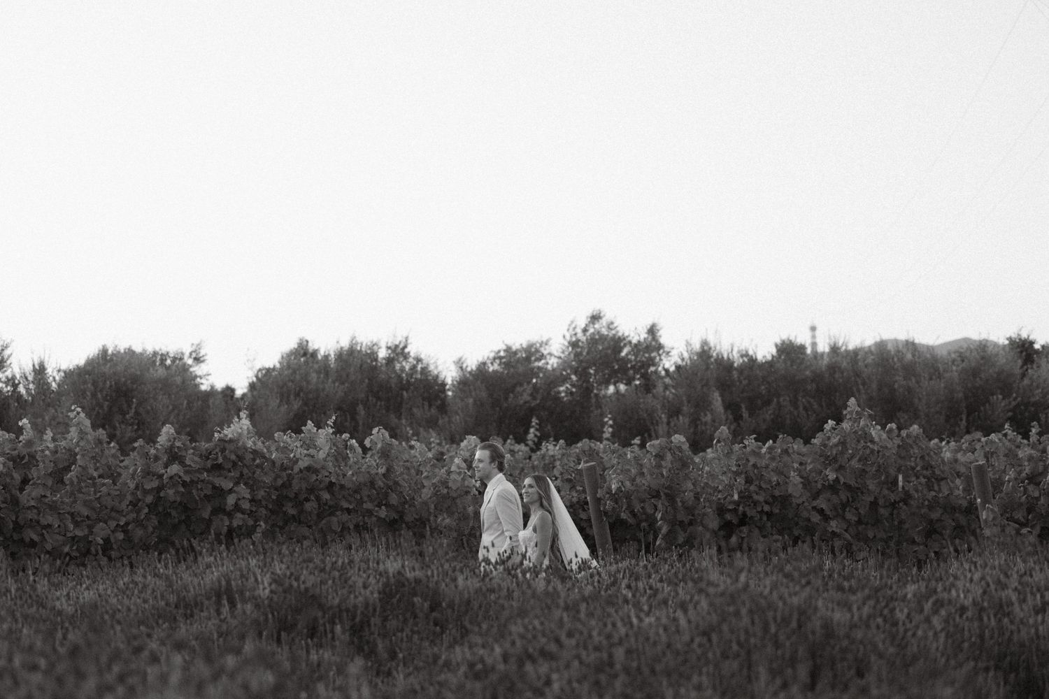 Black and white wedding portraits of a couple walking through the vineyards at Tuscan Rose Ranch in Santa Paula, California