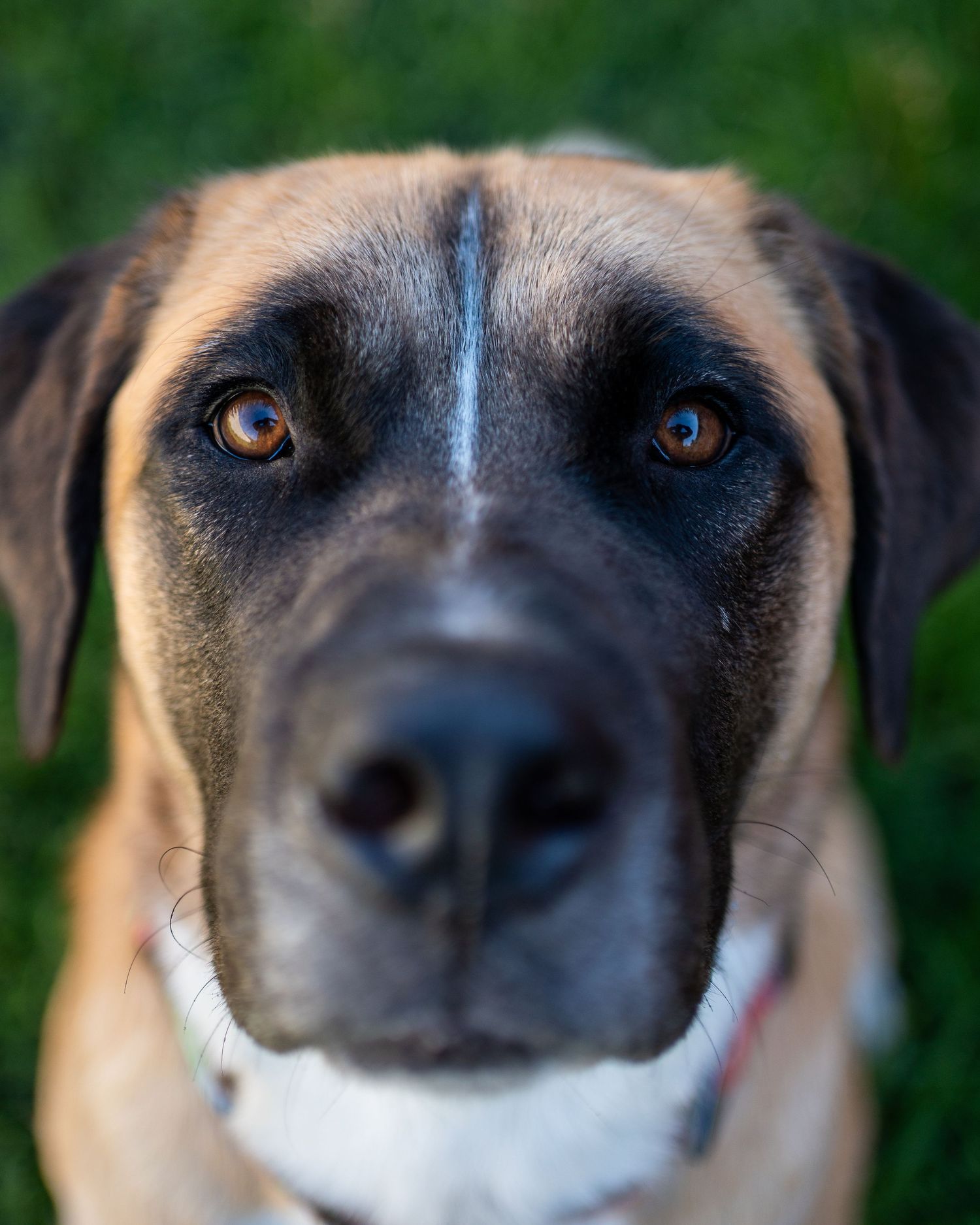 Adoptable Rescue dog standing alert in an autumn forest during a session for Pawsite Rescue Squamish