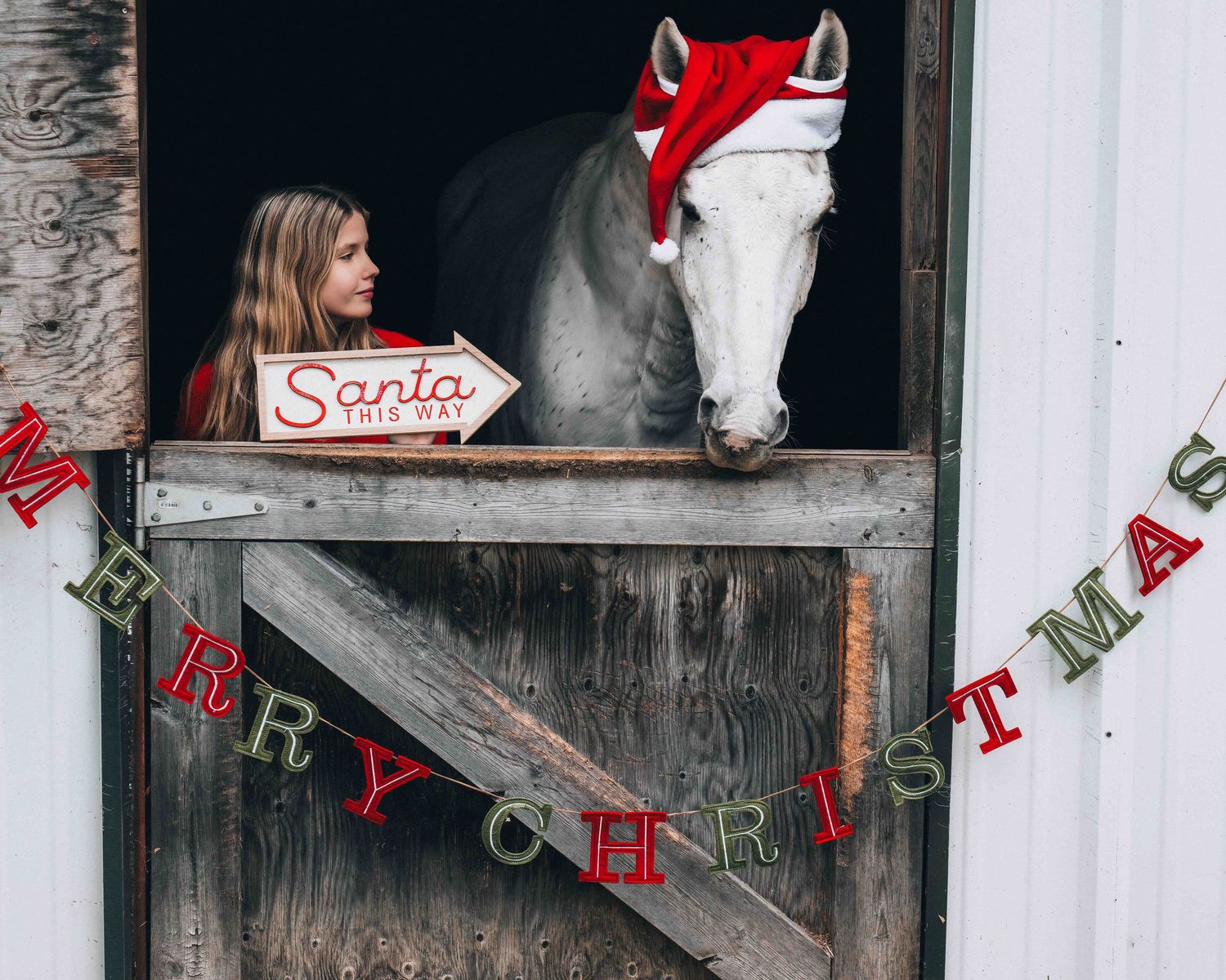 White horse wearing a red Santa hat peers from stable window with festive Merry Christmas decorations and sign reading, "Santa This Way".