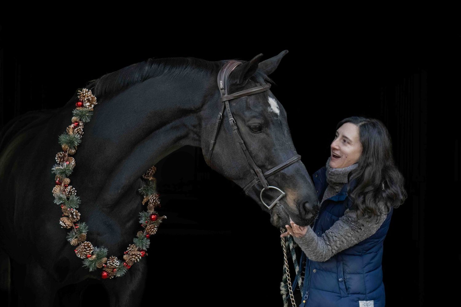 Beautiful black horse wearing Christmas garland against dark background as a young woman gives him a treat.