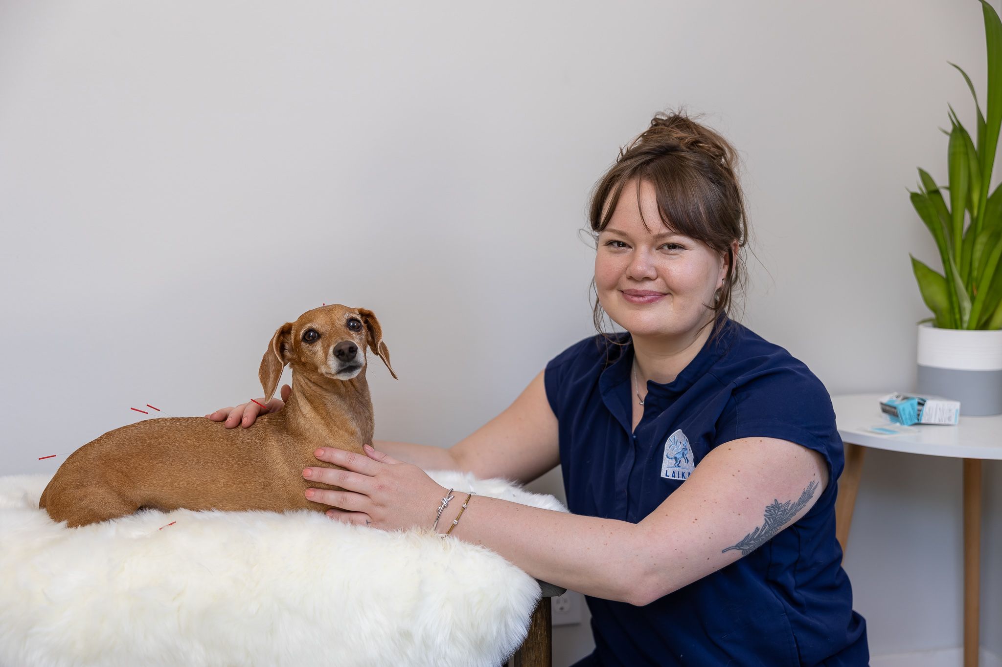 female veternary business traveling in home smiling with hands on dachshund with acupuncture needles along spine for branding photo Seattle