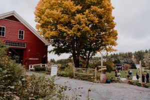 A red barn with golden maple tree stands near a gravel path on an autumn day.