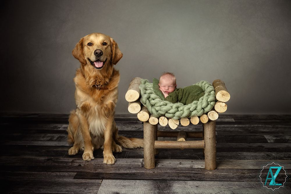 Happy golden retriever poses next to wooden bench with green knit bedding in studio.