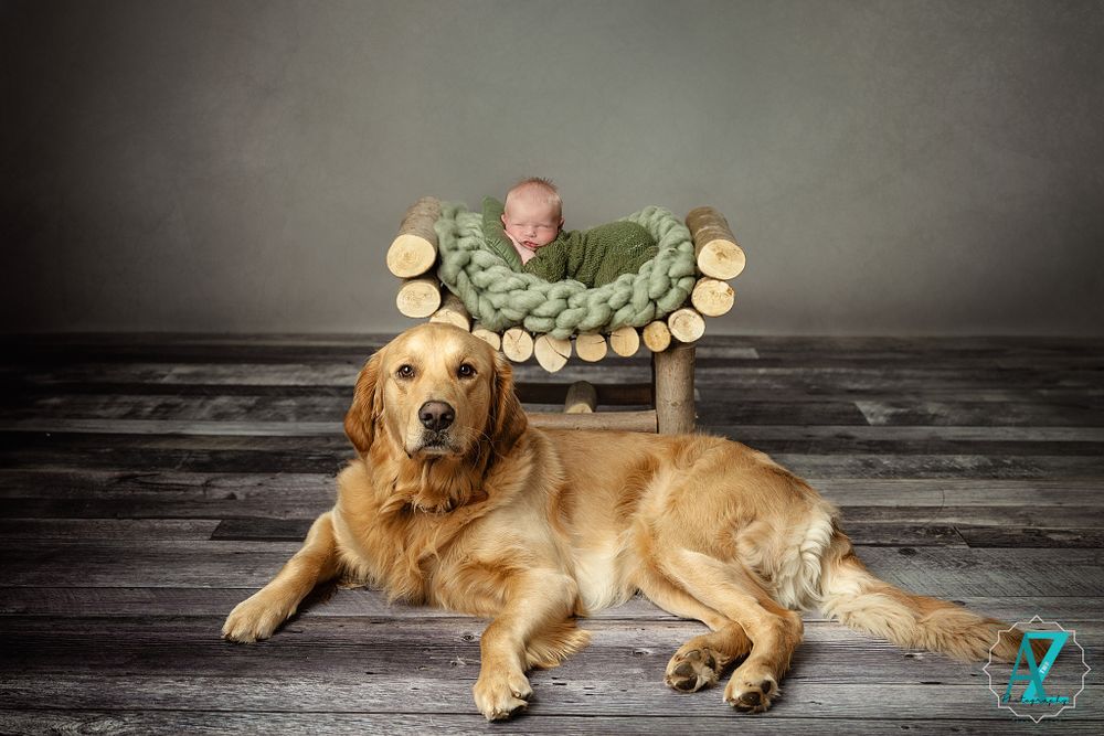 Golden retriever lying beside rustic wooden bench with green knit bedding in studio setting.