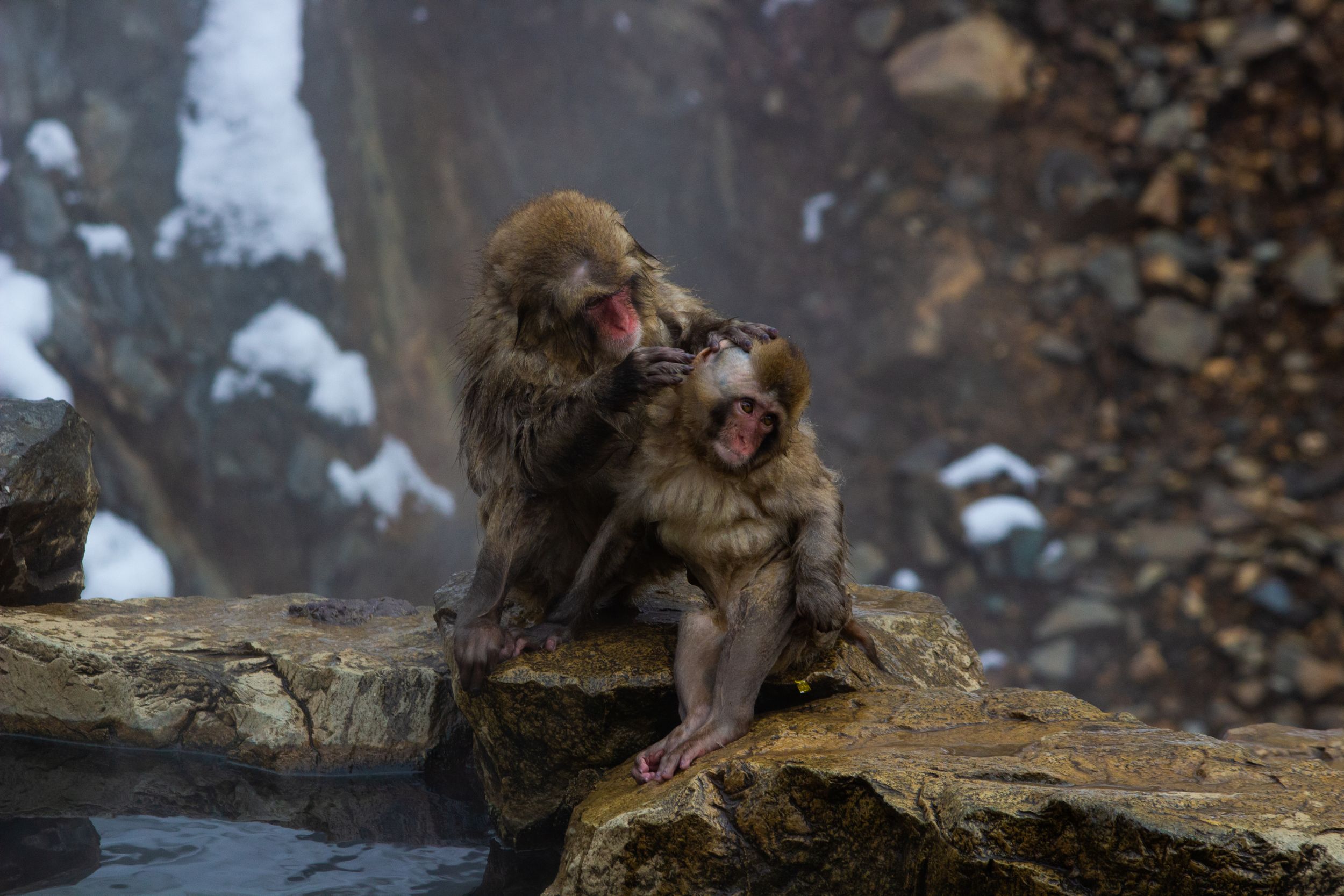 Two snow monkeys engage in social grooming behavior near snowy cliffs.