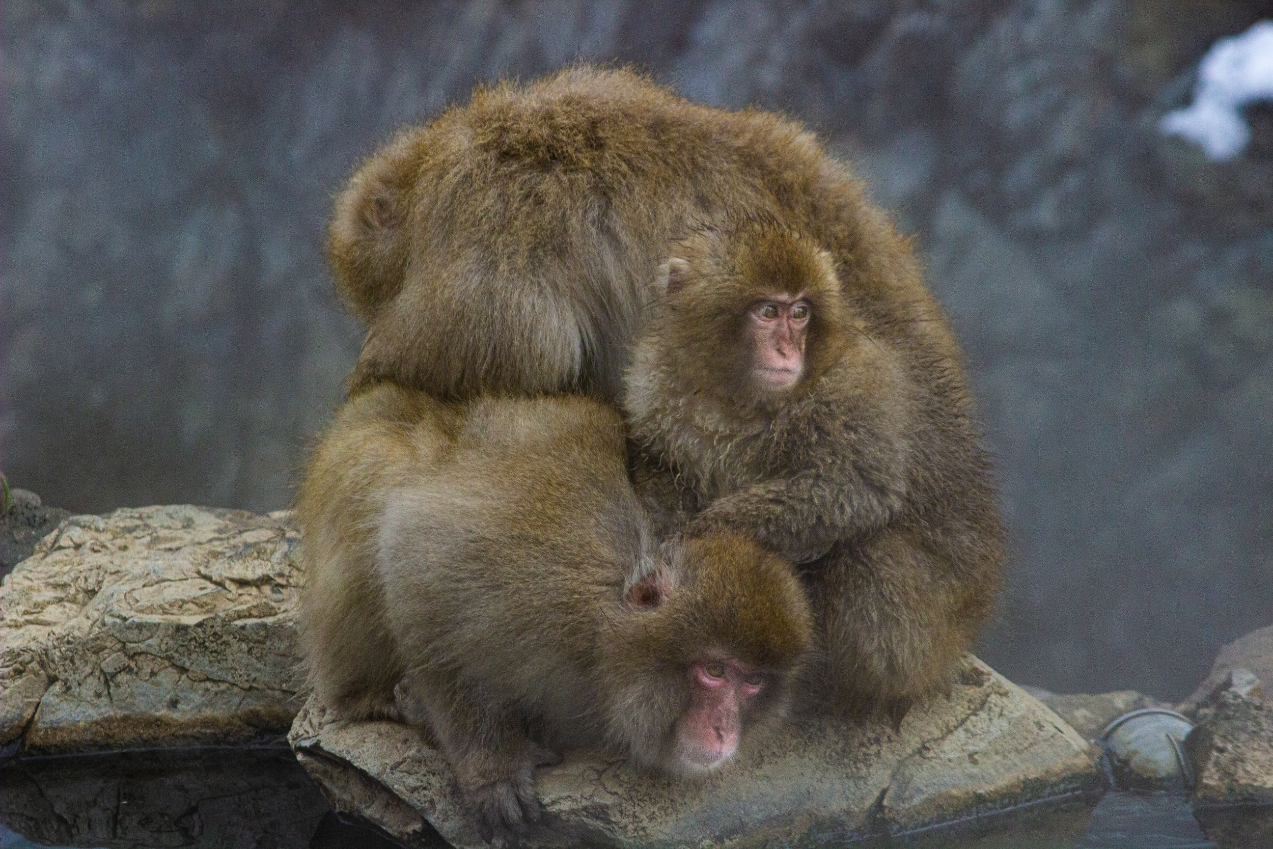 Two snow monkeys huddle together on a rock near steaming hot springs in Japan.