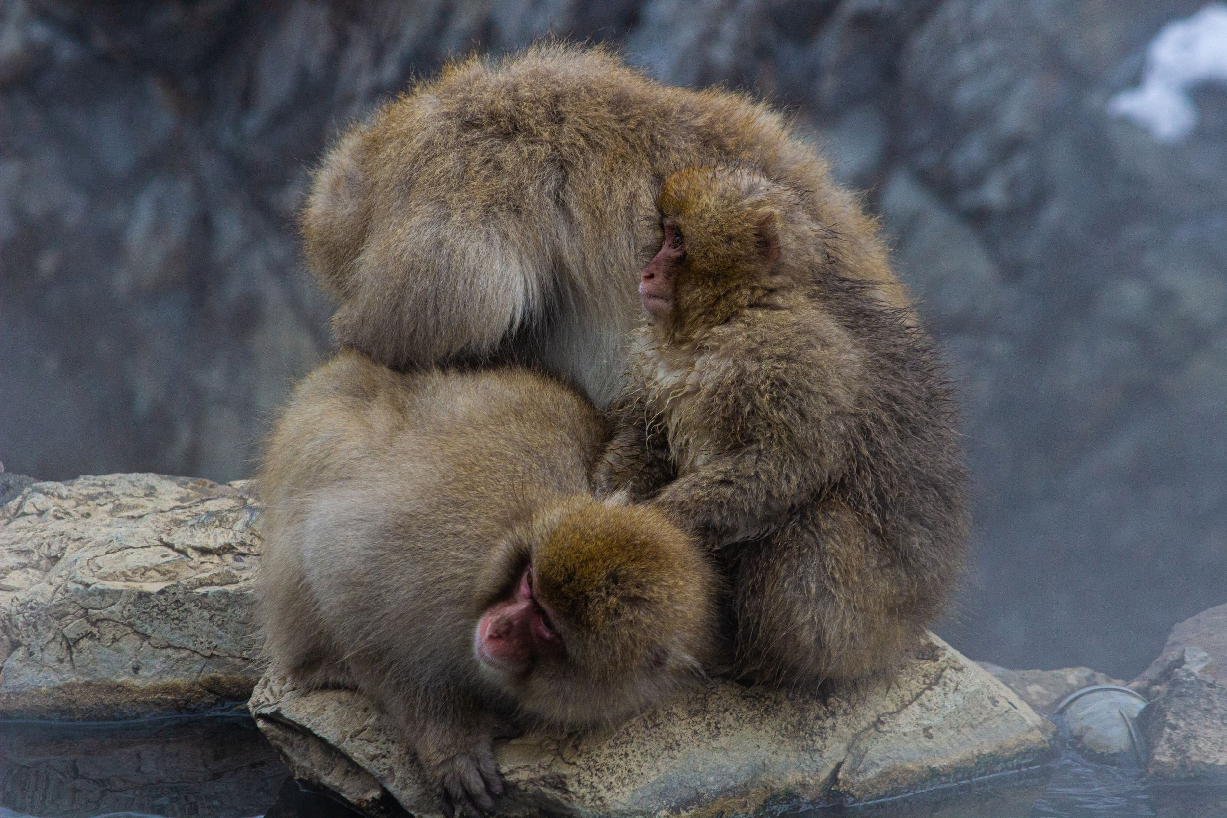Snow monkeys groom each other while resting on rocks near thermal waters.