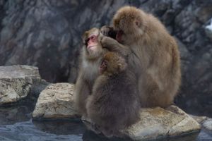 Japanese snow monkeys grooming and bonding on rocks near thermal waters.