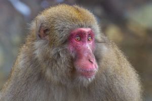 Close-up portrait of a Japanese macaque with distinctive red face in winter.