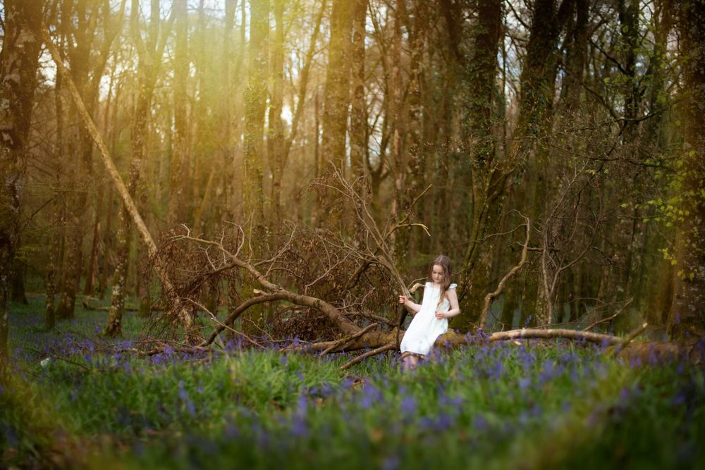 Bluebell Forest Boyle