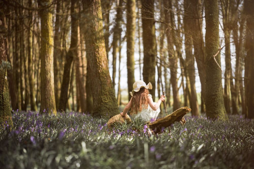 Bluebell Forest Boyle