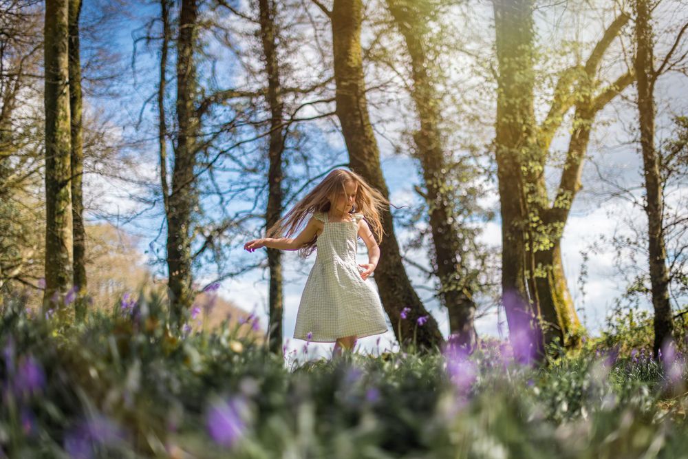Bluebell Forest Boyle