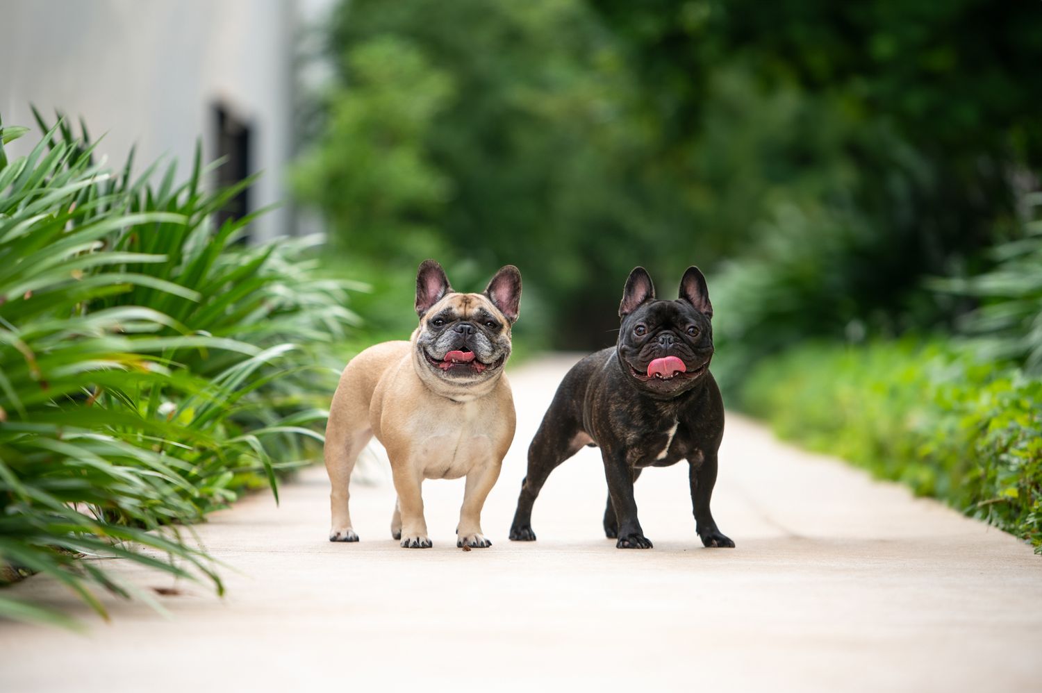 Two French Bulldogs, one fawn and one black, standing together on a garden path.