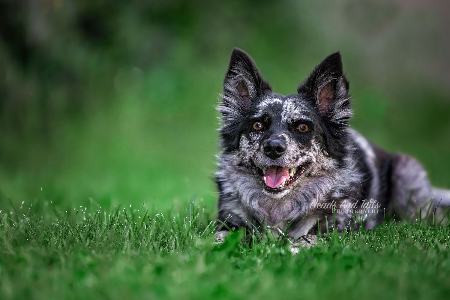 Session Checklist Heads and Tails Photography Calgary Dog Photographer
