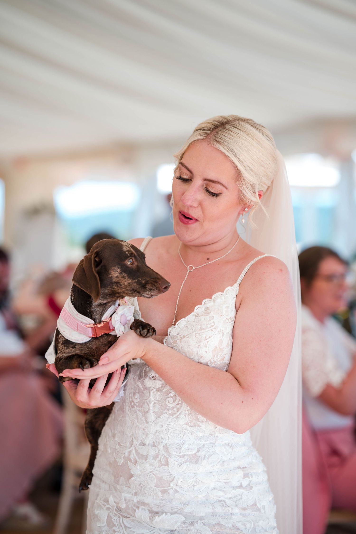 Zara Davis Photography Dogs at Weddings Cotswolds Gloucestershire Cheltenham