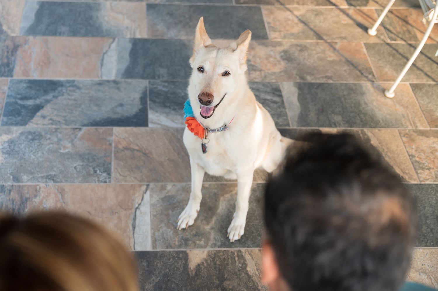 Happy white dog standing on stone tiles with alert ears and red collar.