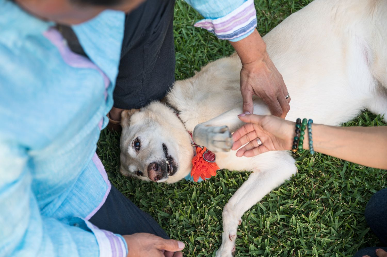 White dog lying on grass receiving belly rubs from multiple hands.