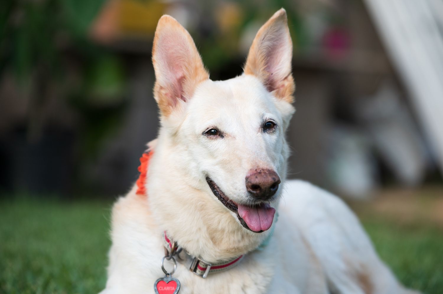 Portrait of a smiling white dog with pointed ears wearing a red collar in garden setting.